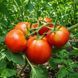 SEKAI ICHI TOMATO