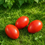 GELION TOMATO