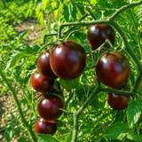HALEY'S PURPLE COMET TOMATO