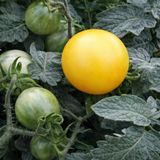BUNNY HOP TOMATO