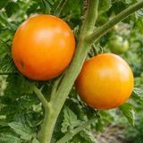 DWARF HUSKY GOLD SELECT TOMATO