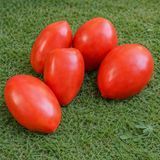 GELION TOMATO