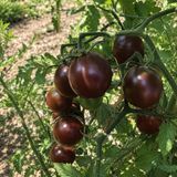 HALEY'S PURPLE COMET TOMATO