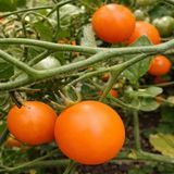 ORANGE COMPOST TOMATO