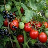 RED CHERRY TOMATO