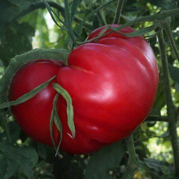 KY CYGNI TOMATO