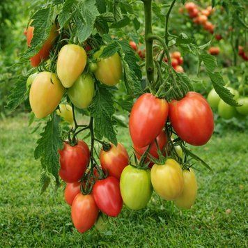 SHEBOYGAN TOMATO