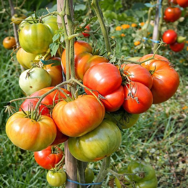 ЗАПАДНАЯ ВИРДЖИНИЯ АКЕРА ТОМАТ
