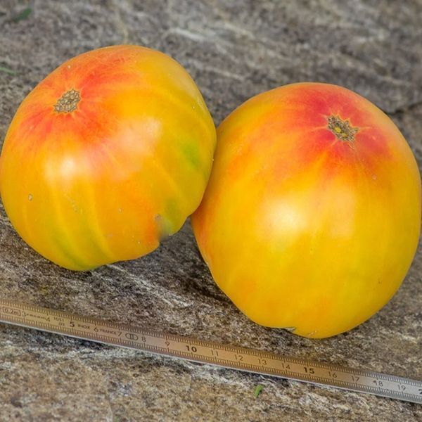 ОАХАКСЬКА КОШТОВНІСТЬ (OAXACAN JEWEL) ТОМАТ