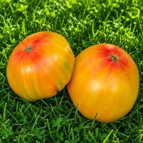 JUWEL AUS OAXACA (OAXACAN JEWEL)