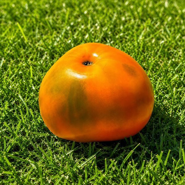 QUEEN ALIQUIPPA TOMATO