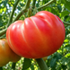 MICHAEL'S PORTUGUESE MONSTER TOMATO