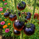 LA CADERO TOMATO