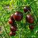 HALEY'S PURPLE COMET TOMATO