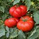 AKER'S WEST VIRGINIA TOMATO
