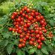 BAJAJA TOMATO