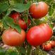 ITALIAN SWEET TOMATO