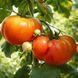 OAXACAN JEWEL TOMATO