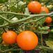 ORANGE COMPOST TOMATO