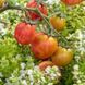 PINK BUMBLEBEE TOMATO