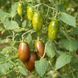 PURPLE EMERALD TOMATO