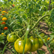 QUEEN ALIQUIPPA TOMATO