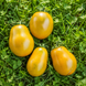 QUEEN ALIQUIPPA TOMATO