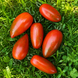 TAMARINDO MULTICOLOR TOMATO
