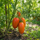TAMARINDO MULTICOLOR TOMATO