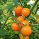 TANGELLA TOMATO