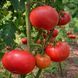 YOSHKIN CAT TOMATO