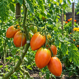 SUNKISSED PEACH DWARF TOMATO
