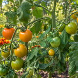 SUNGOLD SELECT TOMATO