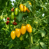 BLUSH TOMATO