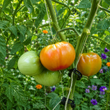 SELWIN YELLOW TOMATO