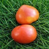 ESTONIAN TOMATO