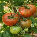 GUNMETAL GREY TOMATO