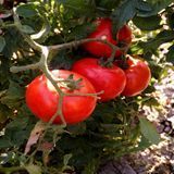 HOMESTEAD-24 TOMATO