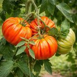 RICCIO DI PARMA TOMATO