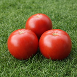SHOKOLADNIK TOMATO