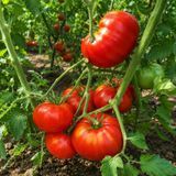 SUNSET RED HORIZON TOMATO