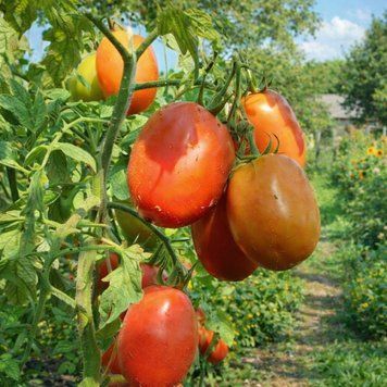 KECSKEMETI-549 TOMATO
