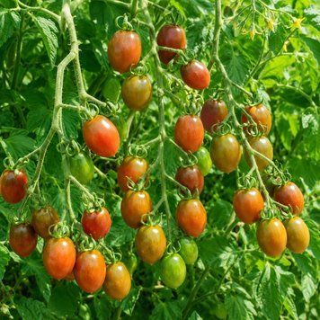 MONISTO CHOCOLATE TOMATO