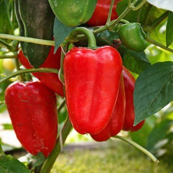 SIBERIAN FORMAT PEPPER