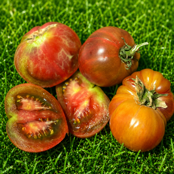 DWARF TENNESSEE SUITED POMIDOR