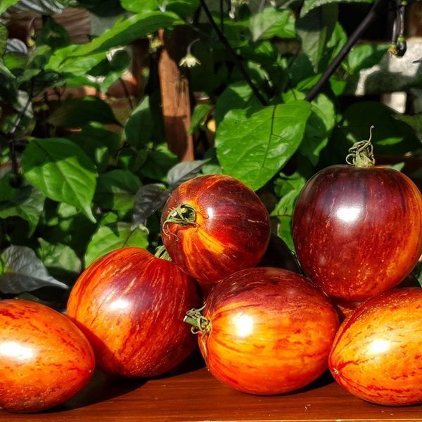 GARGAMEL TOMATO