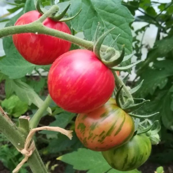 STRAWBERRY TIGER POMIDOR