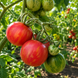 STRAWBERRY TIGER TOMATO