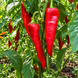 KAPIA RED PEPPER