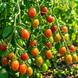 MONISTO CHOCOLATE TOMATO